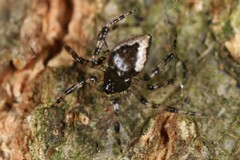 Euryopis funebris