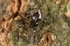 Euryopis funebris