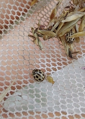 Tytthaspis sedecimpunctata