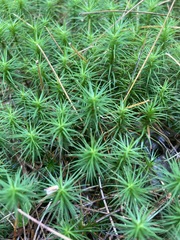 Polytrichum formosum