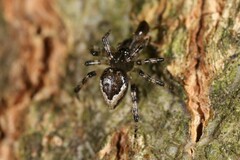 Euryopis funebris