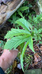 Filipendula rubra