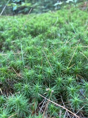 Polytrichum formosum