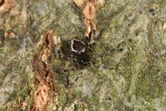 Euryopis funebris
