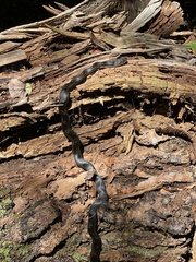 Pantherophis alleghaniensis