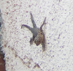 Sceloporus orcutti