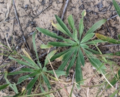 Oenothera rhombipetala