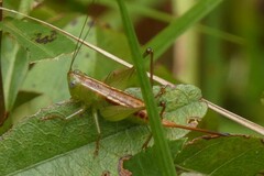 Odontoxiphidium apterum