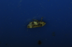 Aphrophora alni