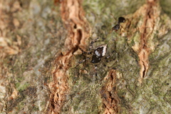 Euryopis funebris