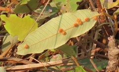 Lopesia parinarii