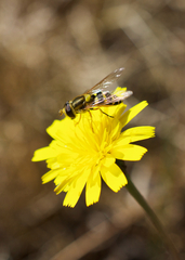 Syrphus opinator