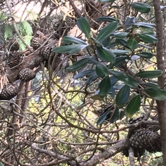 Pittosporum crassifolium