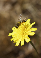 Syrphus opinator