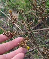 Oenothera rhombipetala