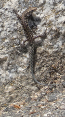 Podarcis guadarramae guadarramae