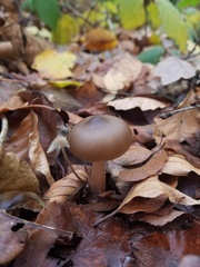 Rhodocollybia