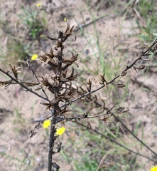Oenothera rhombipetala