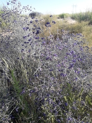 Psorothamnus scoparius