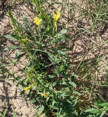 Oenothera rhombipetala
