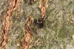 Euryopis funebris