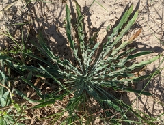 Oenothera rhombipetala