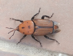 Rhynchophorus ferrugineus