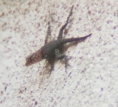Sceloporus orcutti