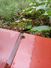 Dendrobates truncatus