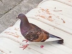 Columba livia domestica