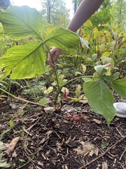 Aesculus hippocastanum