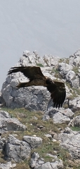 Gypaetus barbatus