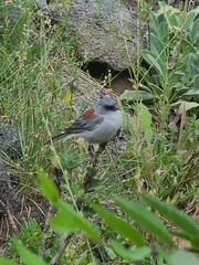 Junco hyemalis dorsalis