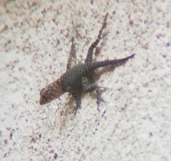 Sceloporus orcutti