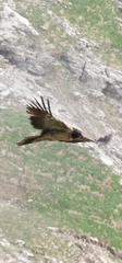 Gypaetus barbatus