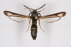 Pennisetia eucheripennis