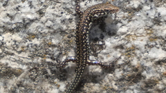 Podarcis guadarramae guadarramae