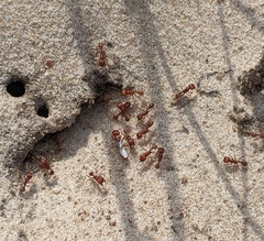 Pogonomyrmex comanche