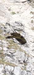 Gypaetus barbatus