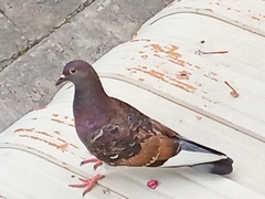 Columba livia domestica