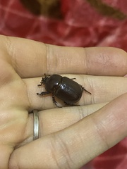 Pentodontini