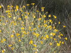 Psilostrophe cooperi