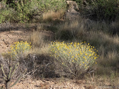 Psilostrophe cooperi