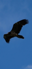 Gypaetus barbatus