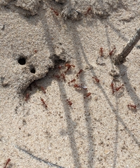 Pogonomyrmex comanche
