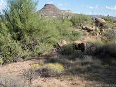 Psilostrophe cooperi