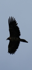Gypaetus barbatus