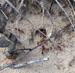 Pogonomyrmex comanche