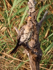 Microcarbo africanus africanus