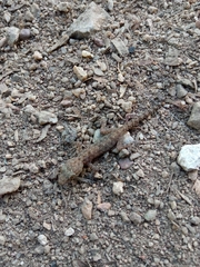 Hemidactylus murrayi